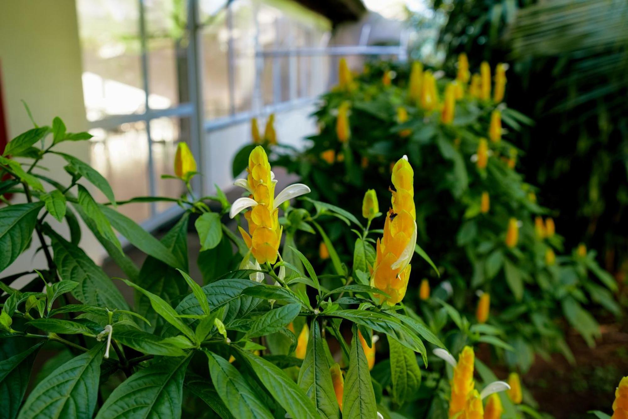 Velinn Hotel Natureza Foz Foz do Iguaçu Zewnętrze zdjęcie